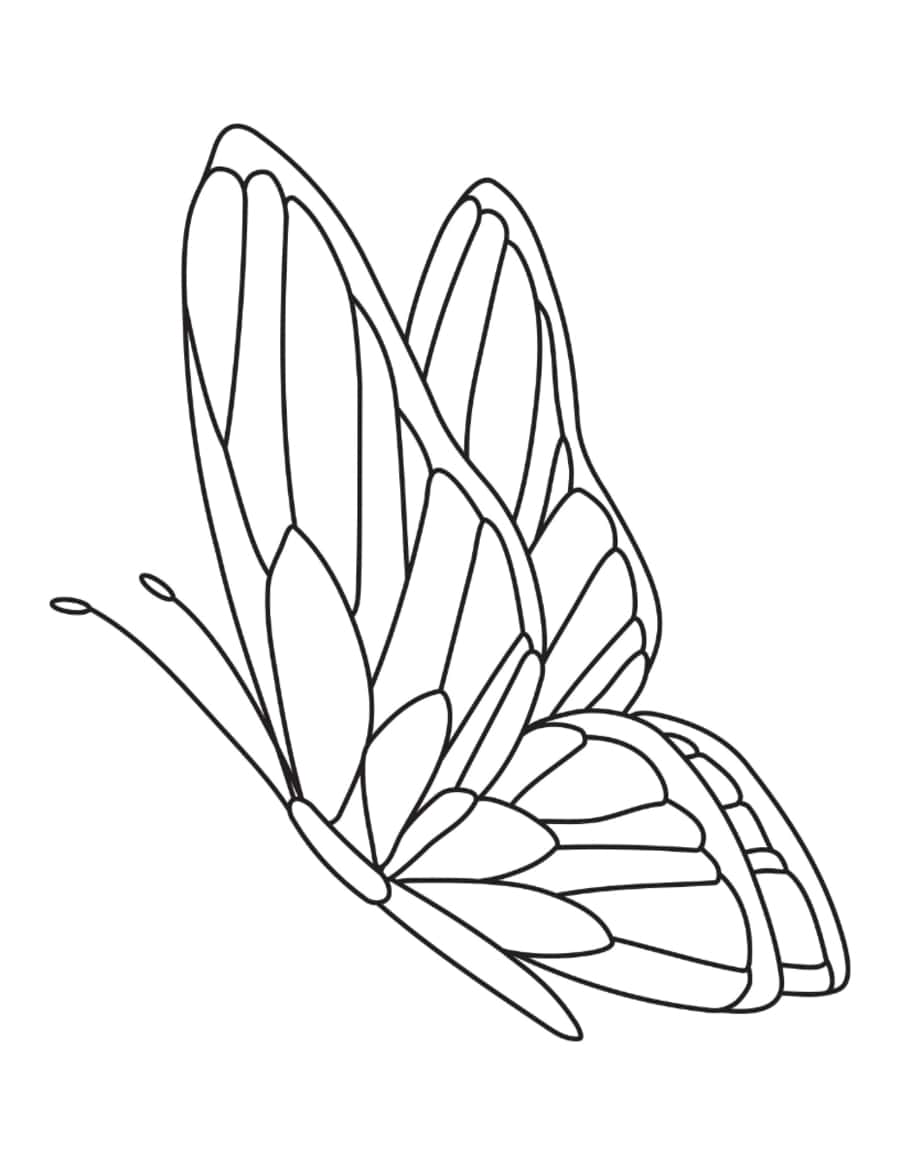 Butterfly Side Patterned Tracing Worksheets Pdf Free Vectors